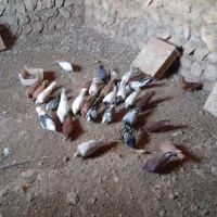 کبوتر.سرخ زرد|پرنده|چگنی, |دیوار