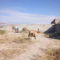 واگذاری عراقی سه|سگ|شبستر, |دیوار