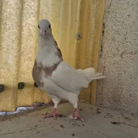 طوقی زرد