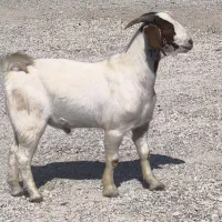 کهره نر بوئر