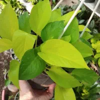 فروش انواع گل سانس  شفلر کامپکت|گل و گیاه طبیعی|سلمان‌شهر, |دیوار