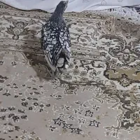 مرغ و خروس مینیاتوری|پرنده|اسلامشهر, ده عباس|دیوار