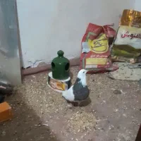 کبوتر گمشده|حیوانات|پاکدشت, پاکدشت (مامازند)|دیوار