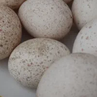 تخم بوقلمون نطفه دار