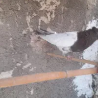 نر کله سرخ کاکلی|پرنده|قم, علی آباد سعدگان|دیوار