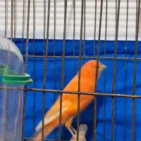 قناری نر سرخ