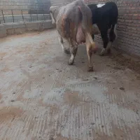 دو عدد نگون آبستان اماده