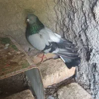 کبوتراصفهانی