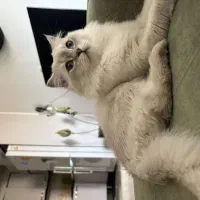 اسکاتیش نر|گربه|قم, زنبیل آباد|دیوار