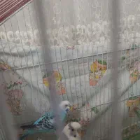 مرغ عشق  6تا دستی|پرنده|قرچک, مهدیه|دیوار