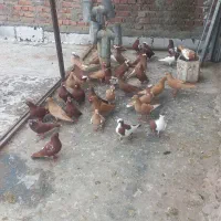 کبوتران سالم|پرنده|مراغه, |دیوار