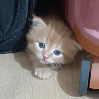 گربه|گربه|زابل, |دیوار