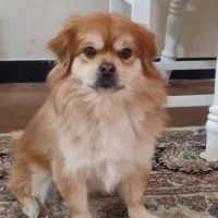 واگذاری|سگ|شاهین‌شهر, شهرک پردیس|دیوار