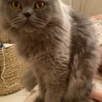 گربه بریتیش موبلند