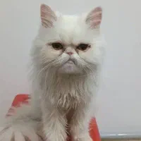 حیوان خانگی|گربه|ماهدشت, |دیوار