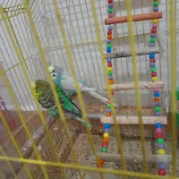 مرغ عشق|پرنده|اسکو, |دیوار