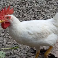 جوجه خوردنی و سرحال