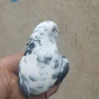 دوکت سنگی