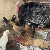 بوقلمون با ۱۴تا جوجه نژاد دار