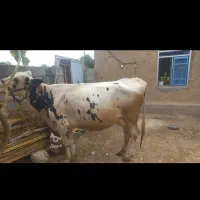 گاو و گوساله نر و ماده شما را بصورت نقد میخرم|حیوانات مزرعه|اقلید, |دیوار