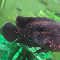 ماهی اسکار|ماهی|پردیس, فاز ۱|دیوار