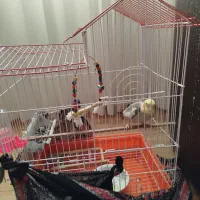 عروس هلندی|پرنده|کلاله, |دیوار