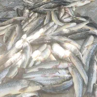 ماهی تازه لرستان رسید|ماهی|اندیمشک, |دیوار