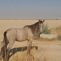 رامشیر