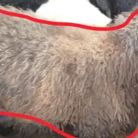 دو عدد بره برا فروش|حیوانات مزرعه|دهدشت, |دیوار