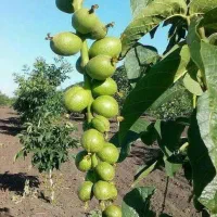 عرضه نهال های لیبل داروشناسنامه دار