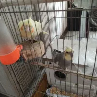 یک جفت عروس هلندی