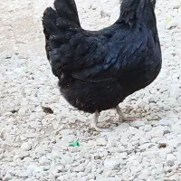 چند عدد مرغ|حیوانات مزرعه|بندر دیر, |دیوار