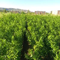 نهال|گل و گیاه طبیعی|جیرفت, |دیوار