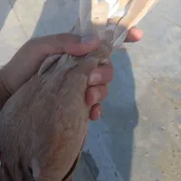 چهار تا کبوتر