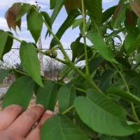 باغ لب جاده اسفالت دوبر فروشی یا معاوضه باماشین|فروش زمین و ملک کلنگی|زاینده رود, |دیوار