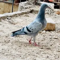 المانی