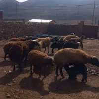 ۱۵ راس میش برا دار