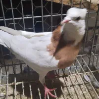 نرطوقی|پرنده|اردکان, |دیوار