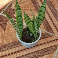 چهار نمونه‌های گل با هم 120|گل و گیاه طبیعی|ایذه, |دیوار