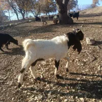 با سلام خدمت دوستان عزیز نر بز پاکستان اصلی|حیوانات مزرعه|آبدانان, |دیوار