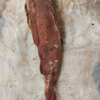 ماهی شور|ماهی|بندر انزلی, میان پشته|دیوار