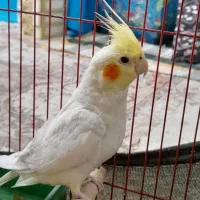 عروس هلندی گمشده