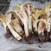 فروش کشک محلی