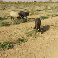 فروش   دوراس میش بره دار