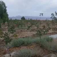 فروش و تهاتر باغ پسته اقساط|فروش زمین و ملک کلنگی|کوهنجان, |دیوار