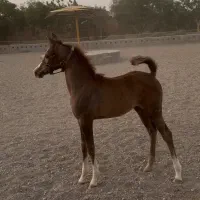 اسب مادیون خوش رنگ