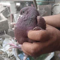 کفتر کله ای گلی رسمی 10 عدد دونه ای 500 هزار تومان