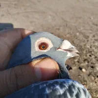 اردن مسافتی پلاکی