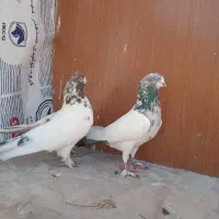 یه جفت کله دم سبز|پرنده|محمدشهر, محمدشهر|دیوار