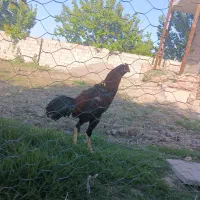 لاری|حیوانات مزرعه|پارس‌آباد, |دیوار